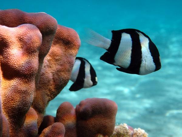 Coral Reef Fish