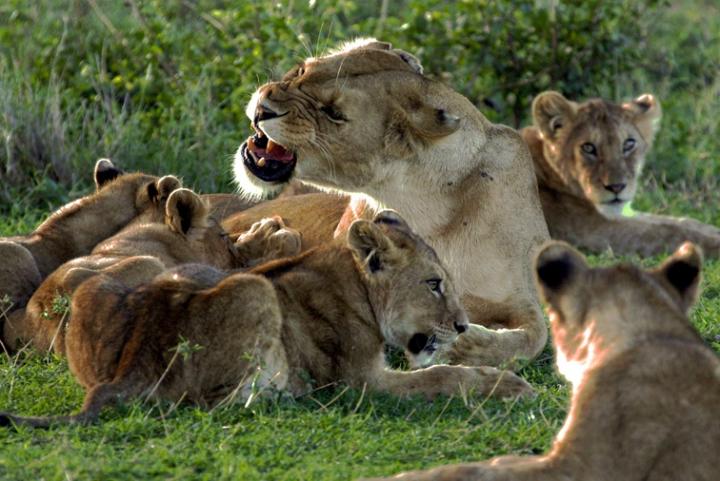 lions spread