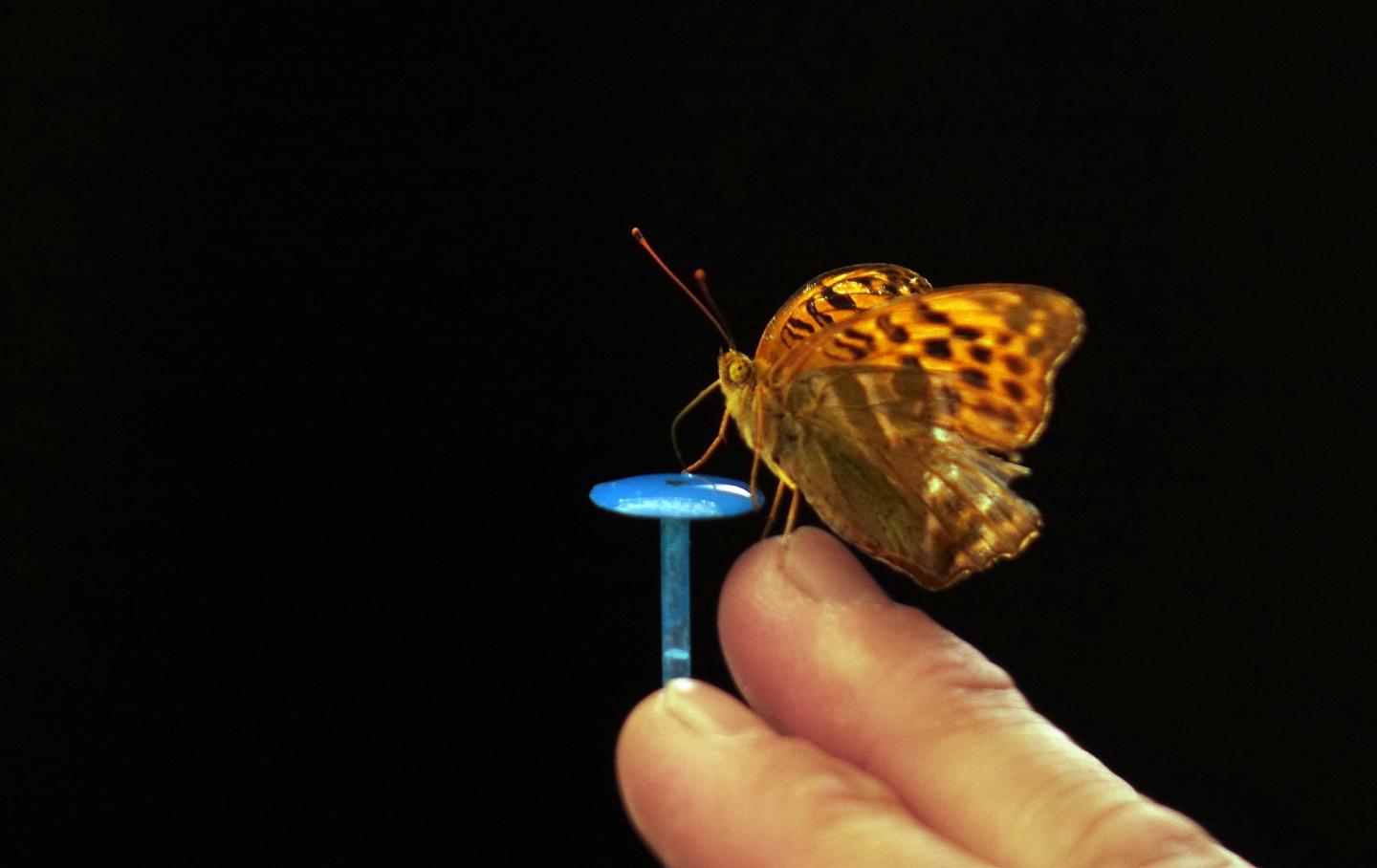 Silver-Washed Fritillary Butterfly in Wind Tunnel