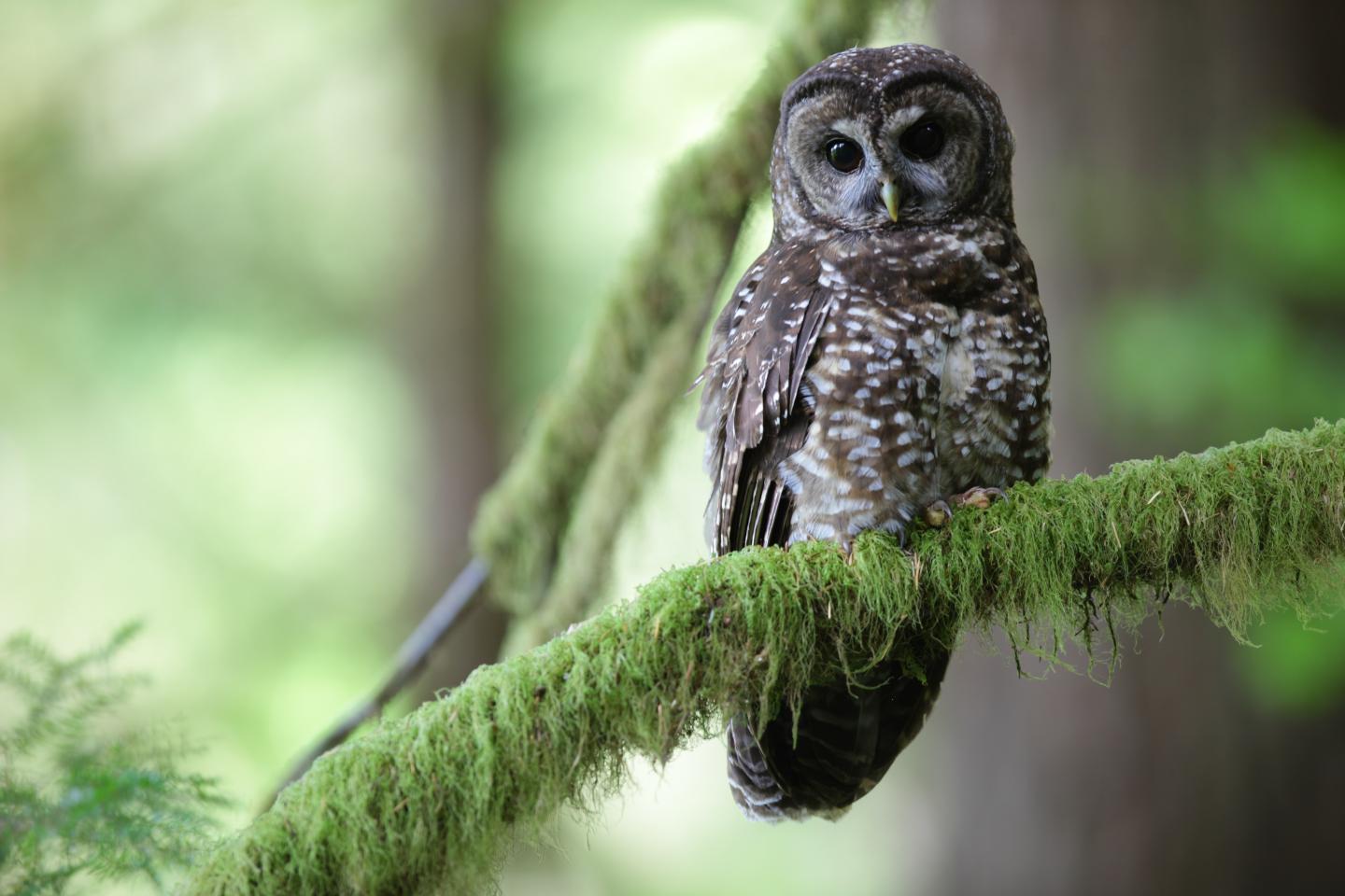 Spotted owl