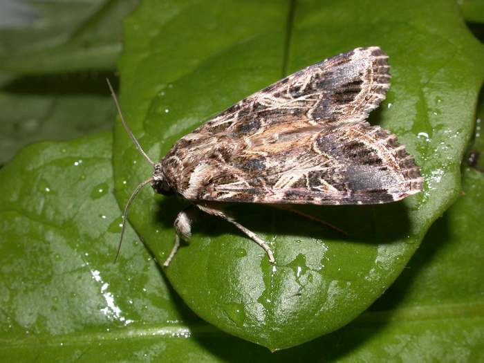 Egyptian cotton leafworm moth