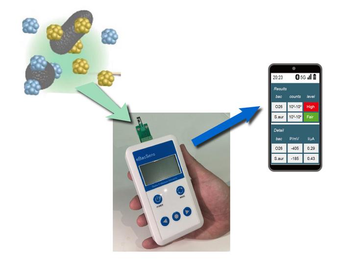 Marking bacteria electrochemically for rapid detection