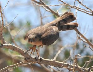 Adults Female Cooper's Hawk
