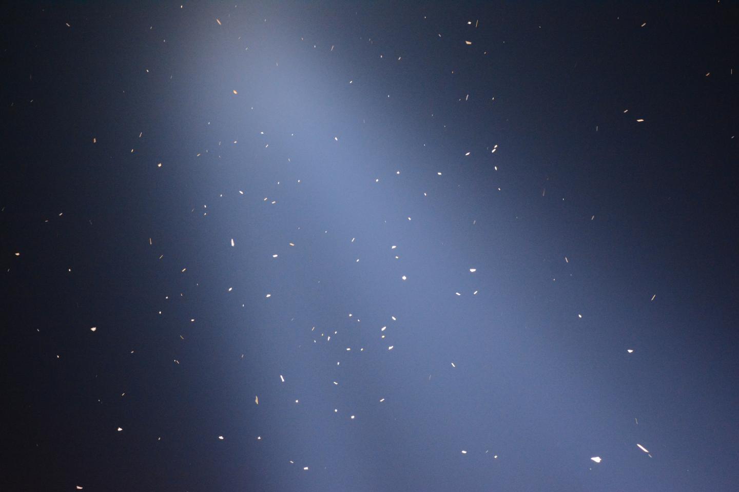 Birds at Tribute in Light Installation in NYC