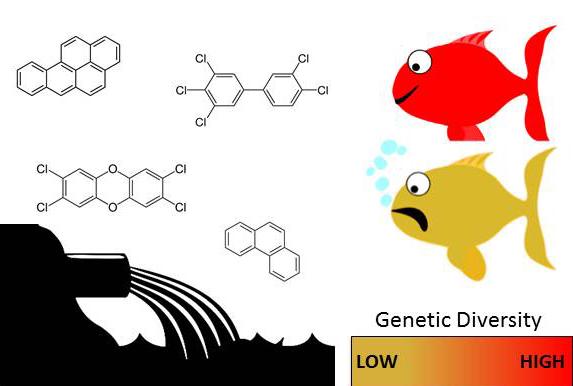 Evolution in Action: How Some Fish Adapt to Pollutants (2 of 7)