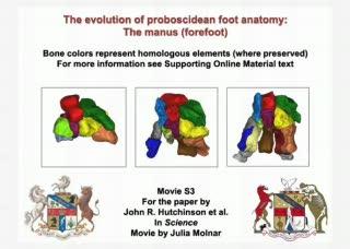 The Evolution of the Elephant's 'Sixth Toe' (2 of 3)