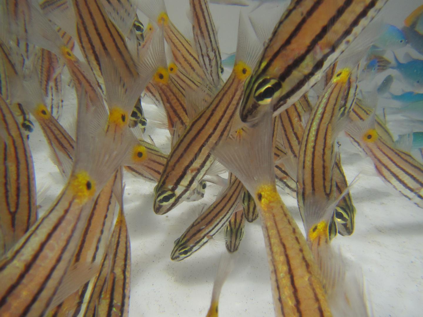 Five Lined Cardinalfish