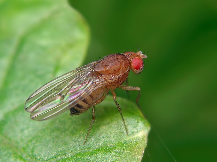 Drosophila melanogaster