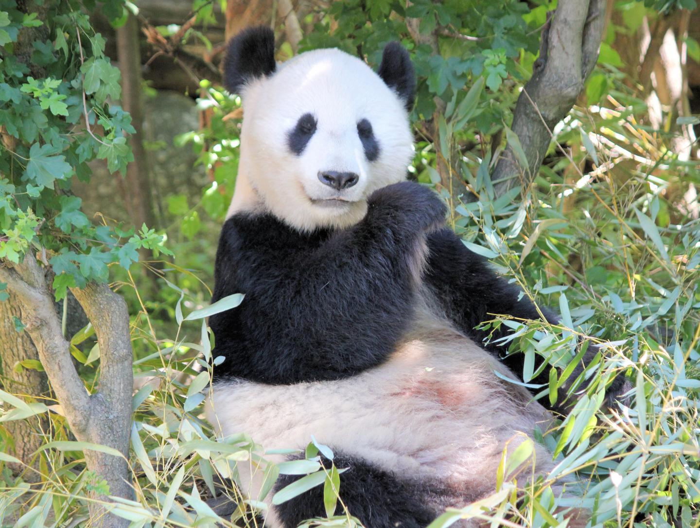 A Giant Panda Eating Bamboo