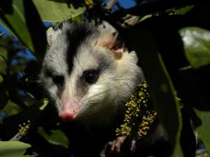 Climate change: Brazilian semi-arid biome could lose over 90% of mammal species by 2060