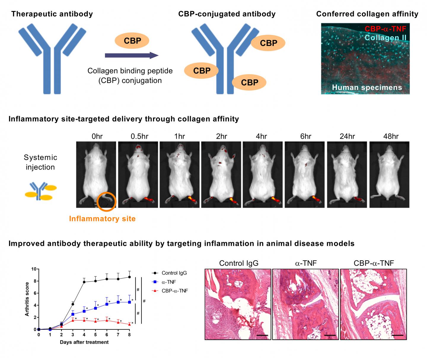 Collagen-Binding Antibodies Treat Rheumatoid Arthritis and Pulmonary Fibrosis in Mice (1 of 1)