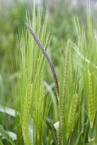 Black Grass Weed