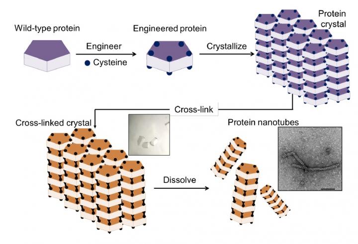 Construction of Nanotubes from Protein Crystals