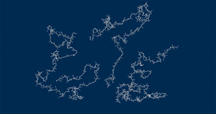 Unfolded Proteins Remain Expanded in Water