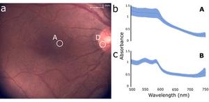 Toward more precise and flexible targeted spectroscopy measurements in the retina.