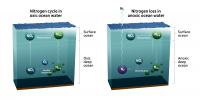The Nitrogen Cycle in Oxic and Anoxic Water