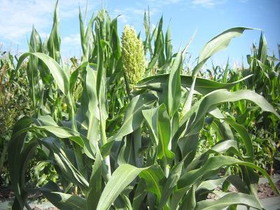 Mature Sorghum