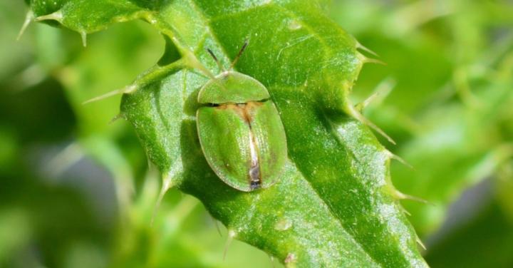Tortoise Beetle