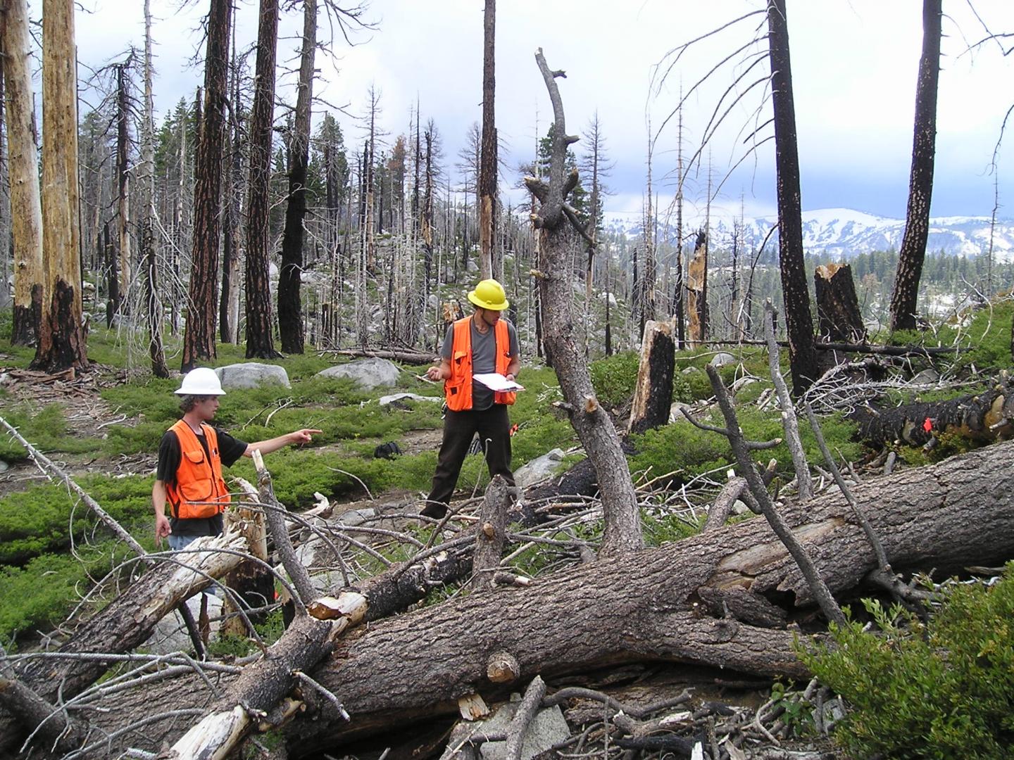 Post-Fire Regeneration Taking Inventory