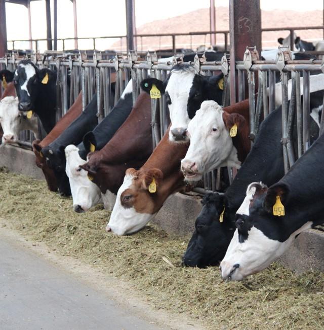 Crossbreeding of Holstein Cows