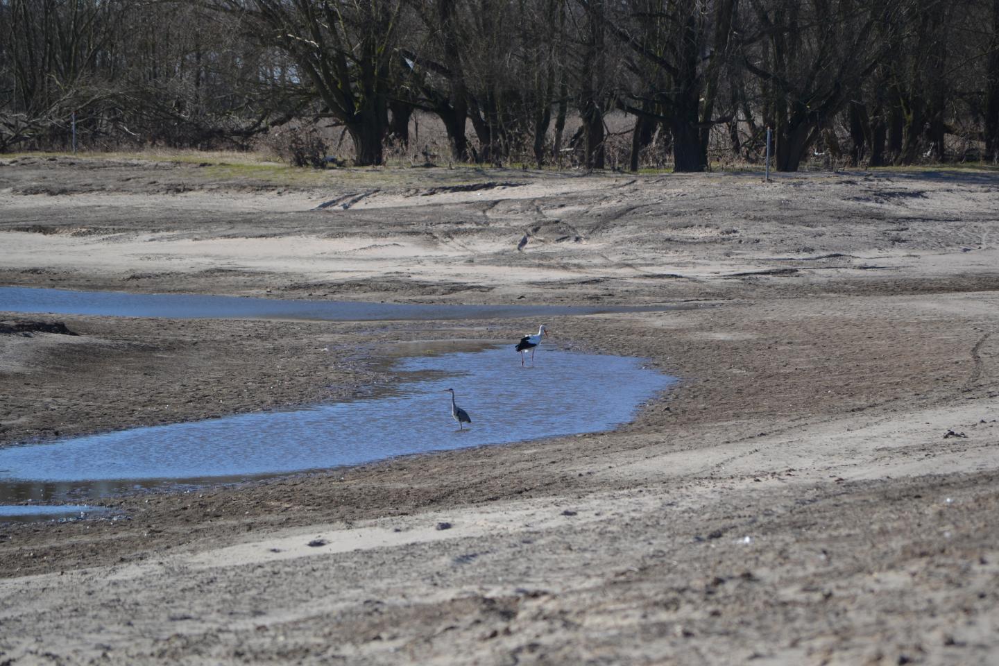 River Restoration Recovers Biodiversity While Reducing Flood Risk (4 of 4)