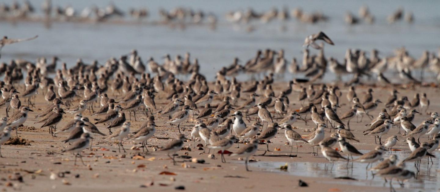 Shorebirds on a beach