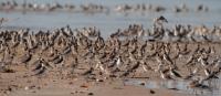 Shorebirds on a beach