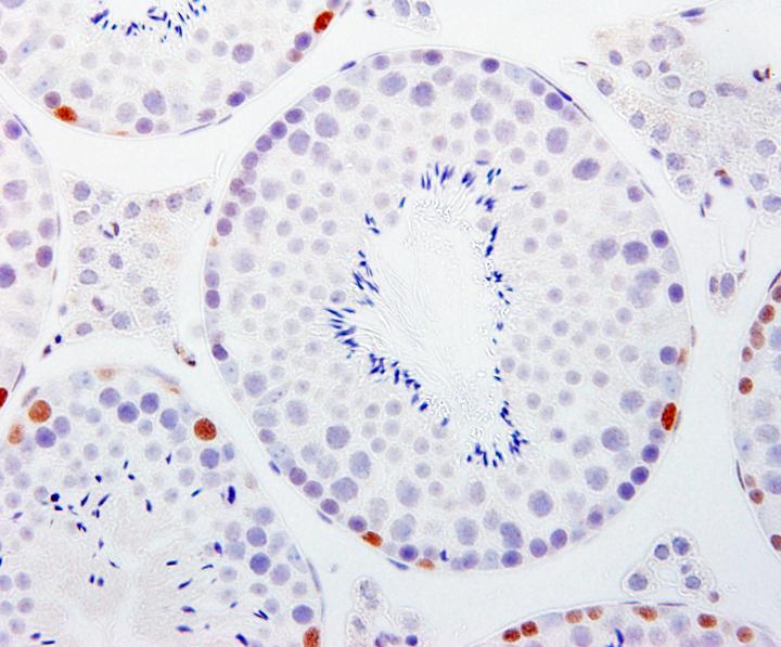 Cross-Section of Mouse Seminiferous Tubules