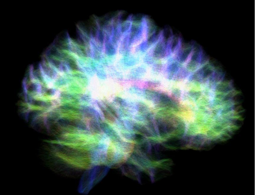 ‘Wiring diagram’ of human brain with hippocampus connections