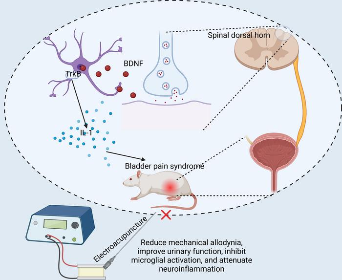 Potential mechanism for electroacupuncture.