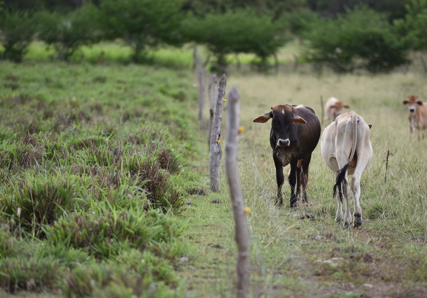 Degraded vs. Healthy Pasture