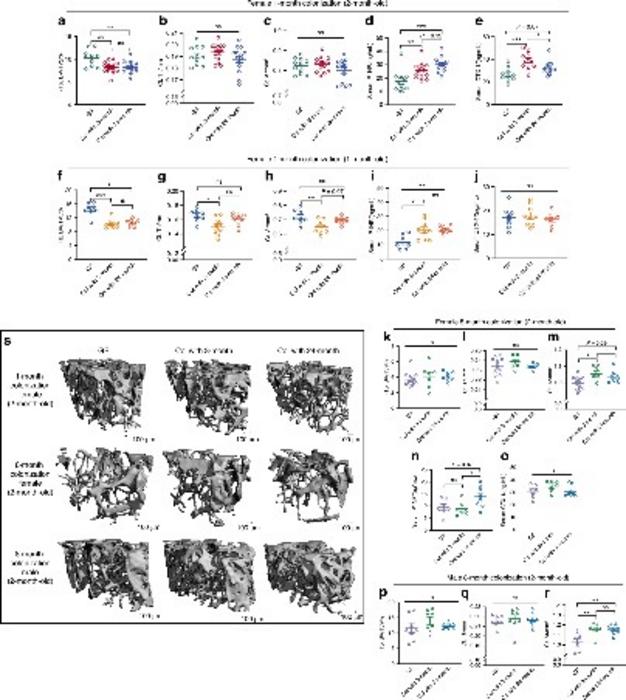 Effect of colonization on bone phenotype of germ-free mice is independent of age of donor microbiome.