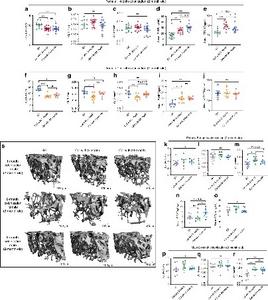 Effect of colonization on bone phenotype of germ-free mice is independent of age of donor microbiome.