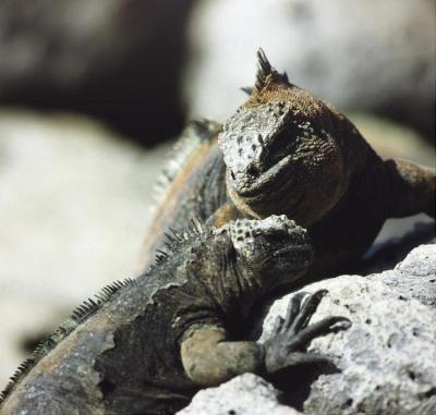 Marine Iguana 2 (of 3)
