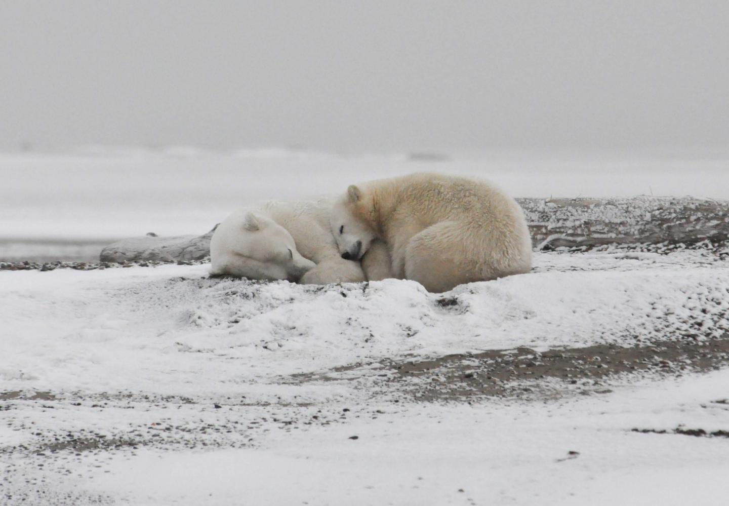 Polar Bears