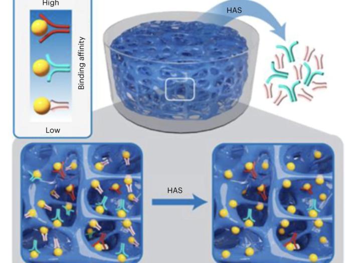 A figure of the “hydrogel for aptamer selection” (HAS) method