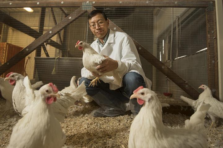 Grant to Improve Poultry Production Worldwide