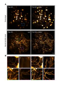 AO two-photon endomicroscope enables in vivo imaging of the mouse hippocampus at synaptic resolution over a large FOV