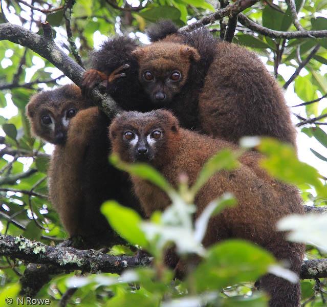 Fruit Scent Likely Evolved to Signal Ripeness to Animals like Lemurs (2 of 2)