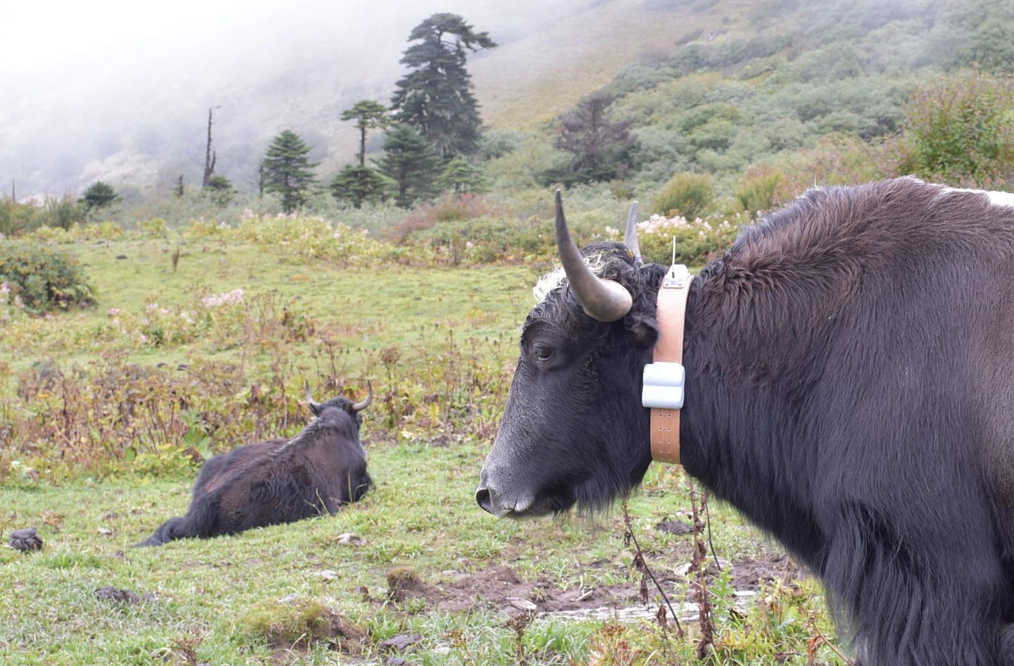 Yak in Bhutan