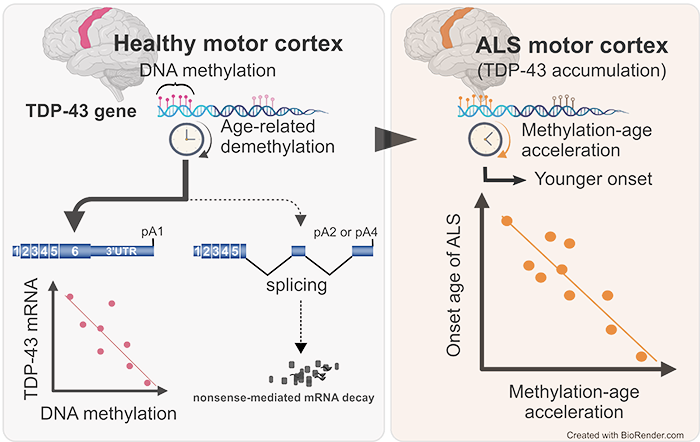 Age-related Demethylation