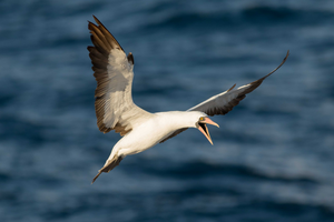 Nazca booby