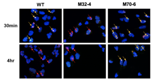 [Figure 1] Distinct role of the interactions of RPA32 and RPA70 with XPA in NER