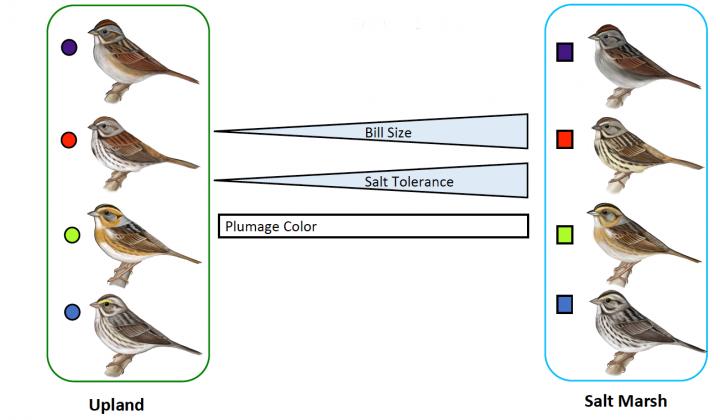 Saltmarsh Sparrows Graphic