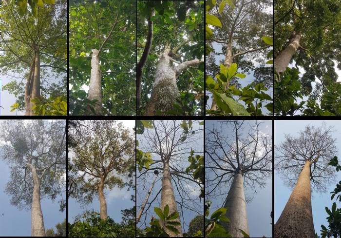 Different appearances of leaves on shade trees showing "phenology" grouping