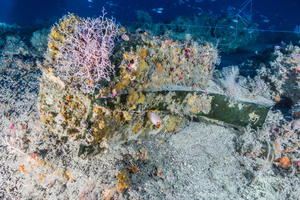 2,200-year-old Carthaginian ship's ram on the sea floor