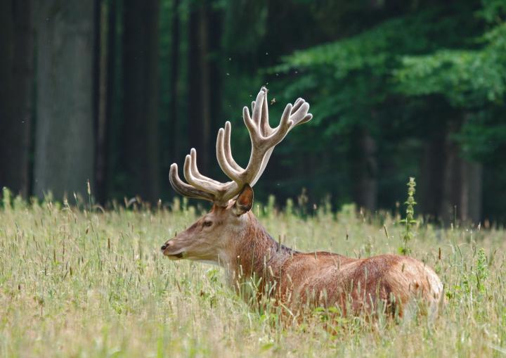 Red Deer