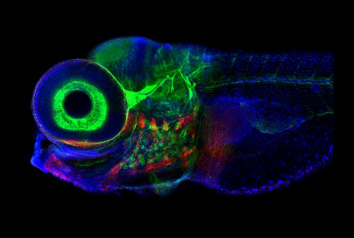 New Model of Neuronal Circuit Provides Insight on Eye Movement