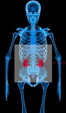 Multidisciplinary Care