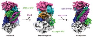 Ubiquitination polymer